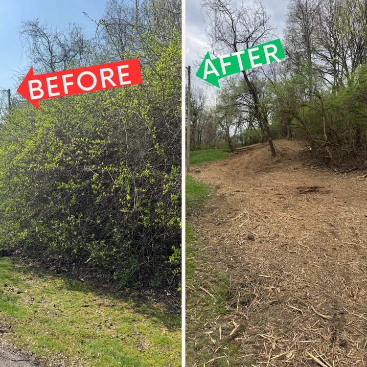Before & After — Land Clearing
