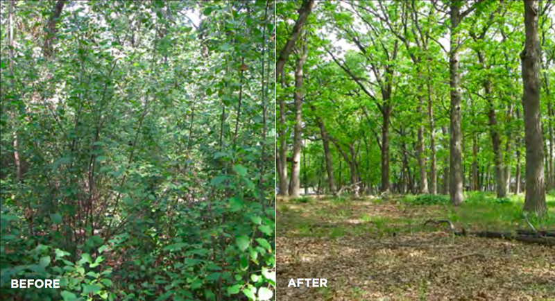 Invasive Species — Before & After